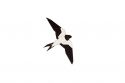 Swallow Brooch