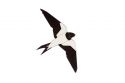 Fa bross Swallow Brooch
